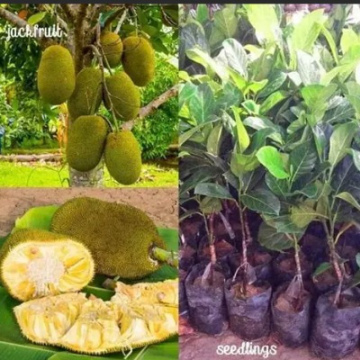 Jackfruit